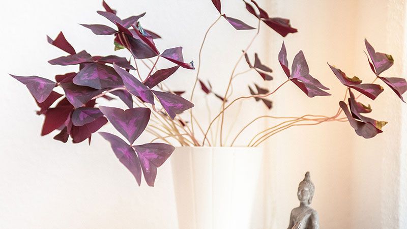 Petra Noll - Akupunktur in Hamburg